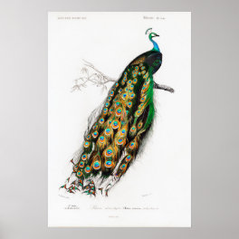 vintage peacock poster