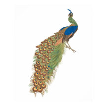 Vintage peacock