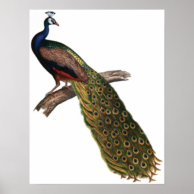 Vintage Peacock Poster (Front)