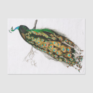 Vintage Peacock Tissue Paper