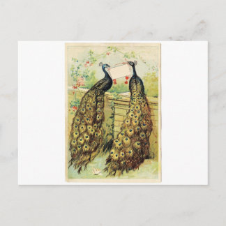 Vintage Peacocks Postcard
