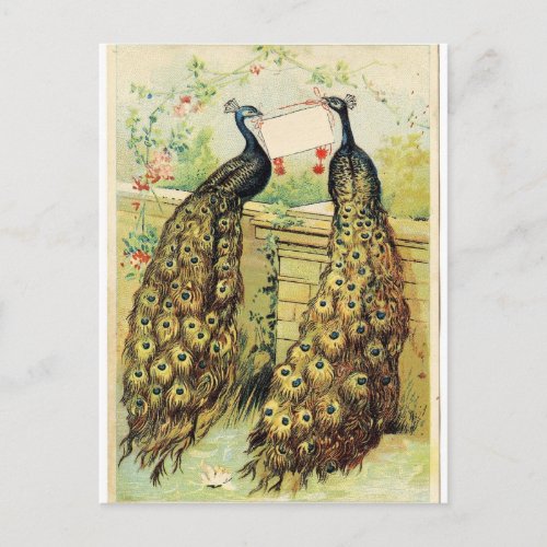 Vintage Peacocks Postcard