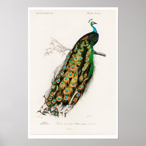 VINTAGE PEAFOWL ILLUSTRATION  POSTER