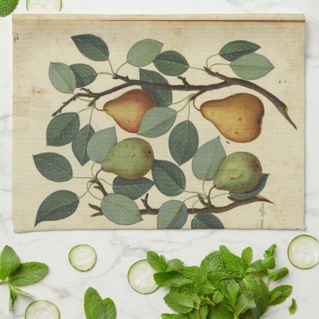 Vintage Pear Botanical Fruit Illustration Kitchen Towel (Folded)