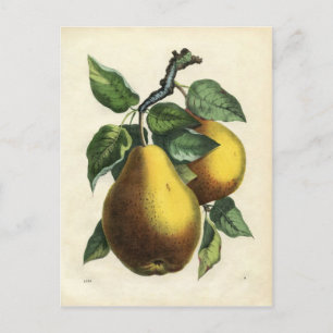 Vintage pear postcard