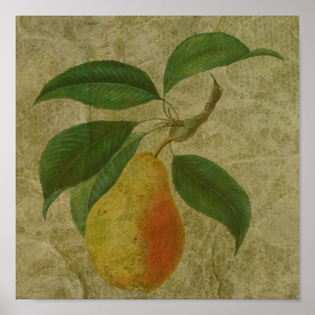 Vintage Pear Poster (Front)
