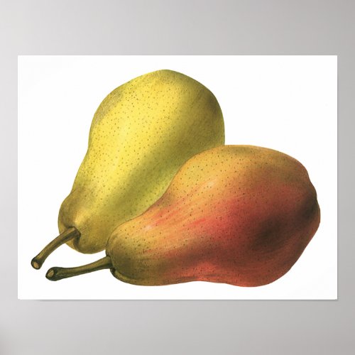 Vintage Pears Organic Foods Ripe Fruit Poster