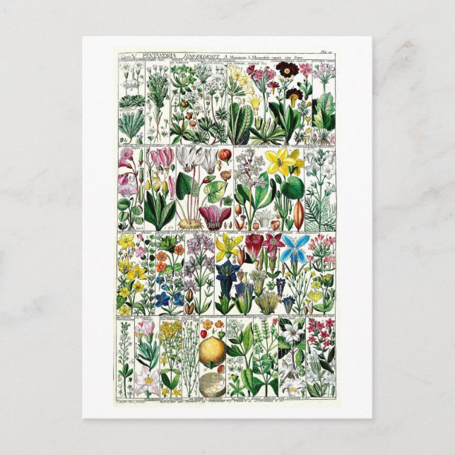 Vintage Pentrandia Floral Botanical Chart Postcard (Front)