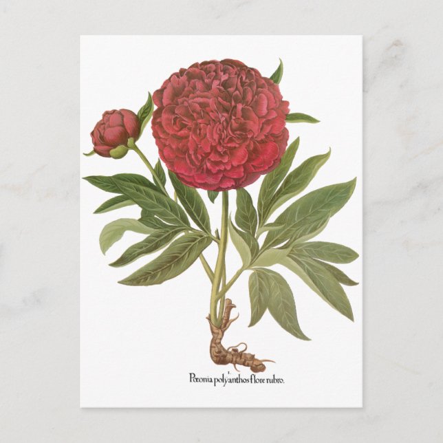 Vintage Peonies, Peony Flowers by Basilius Besler Postcard (Front)