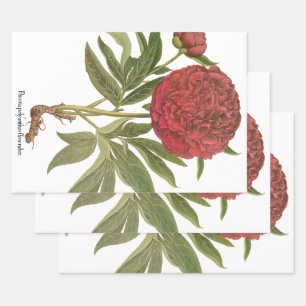 Vintage Peonies, Peony Flowers by Basilius Besler Wrapping Paper Sheets