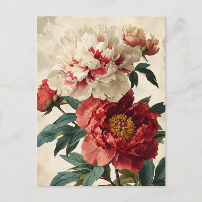 Vintage Peonies  Postcard (Front)