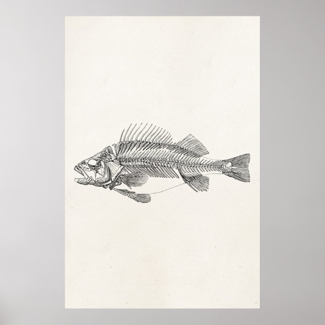 Vintage Perch Fish Skeleton - Fishes Template Poster (Front)