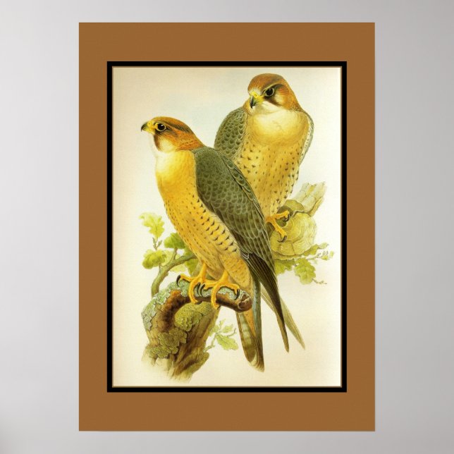 Vintage Peregrine Falcon Birds Poster (Front)