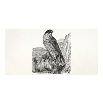 Vintage Peregrine Falcon Personalized Retro Birds Card by SilverSpiral at Zazzle