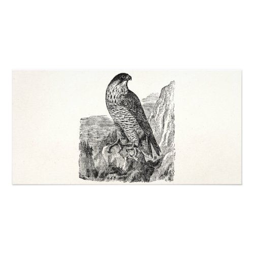 Vintage Peregrine Falcon Personalized Retro Birds Card