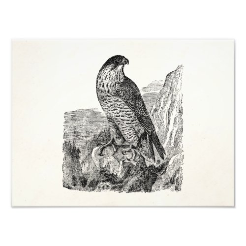 Vintage Peregrine Falcon Personalized Retro Birds Photo Print