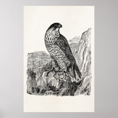 Vintage Peregrine Falcon Personalized Retro Birds Poster