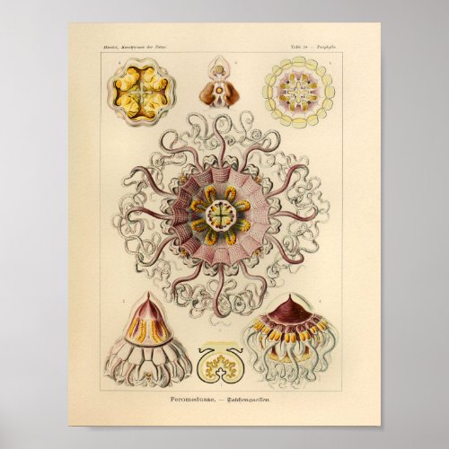 Vintage Peromedusae Color Ernst Haeckel Art Print