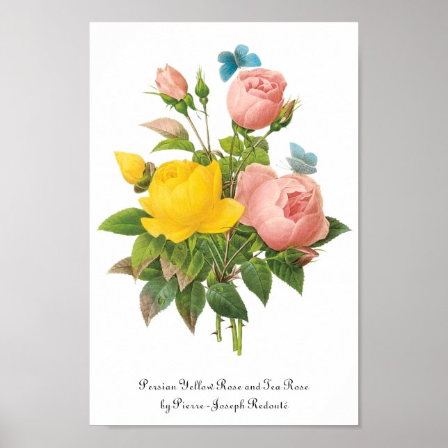 Vintage Persian Yellow Rose Tea Roses by Redoute Poster (Front)