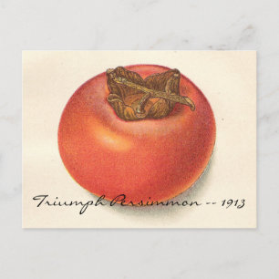 Vintage Persimmon Postcard
