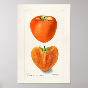 Vintage Persimmons Fruit Watercolor Painting Poster
