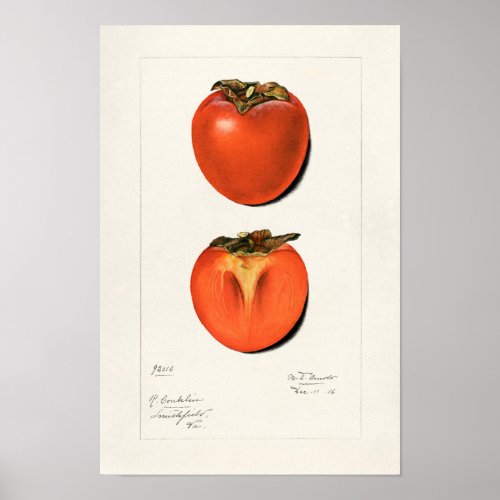 Vintage Persimmons Fruit Watercolor Painting Poster