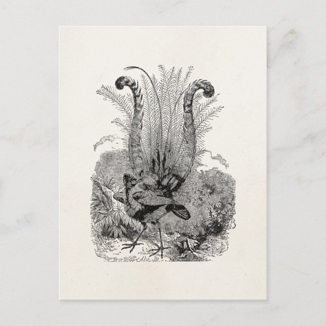 Vintage Personalized Bird - Retro Lyrebird Birds Postcard (Front)