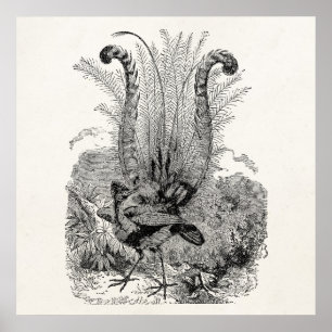 Vintage Personalized Bird - Retro Lyrebird Birds Poster