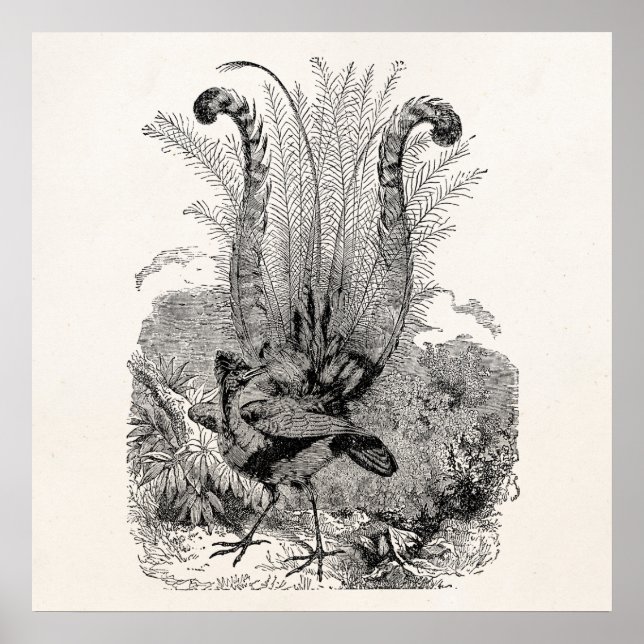 Vintage Personalized Bird - Retro Lyrebird Birds Poster (Front)