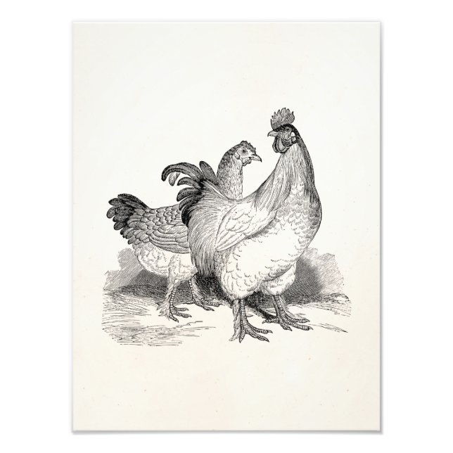Vintage Personalized Chicken Rooster Cochin Birds Photo Print (Front)