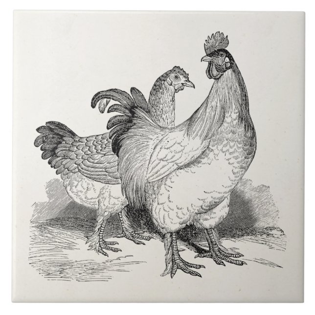 Vintage Personalized Chicken Rooster Cochin Birds Tile (Front)