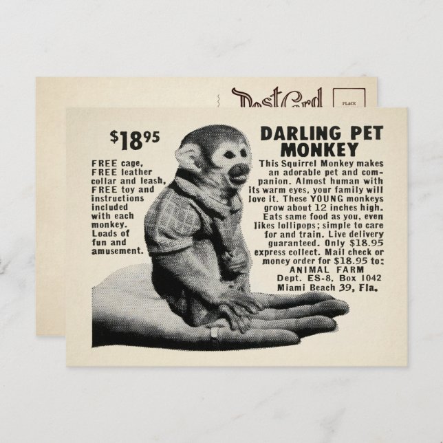 Vintage Pet Monkey Mail Order Postcard  (Front/Back)