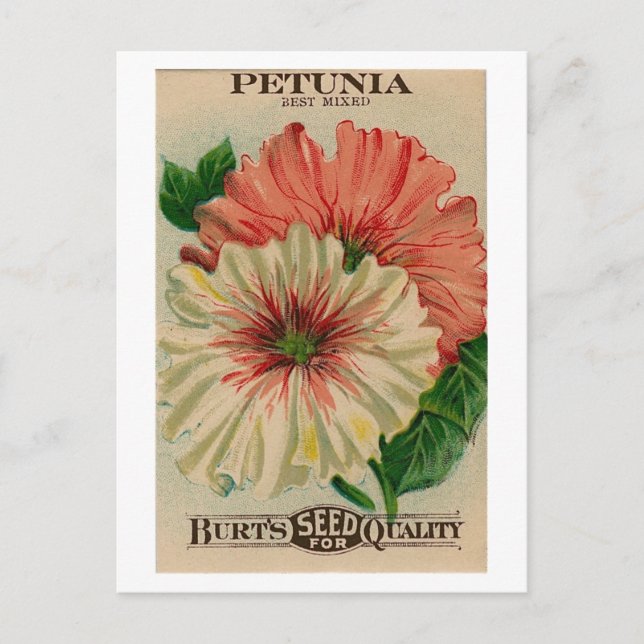 vintage petunia seed packet postcard (Front)