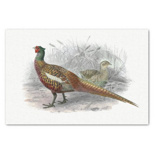 Vintage Pheasant Game Bird Drawing Color 3 Tissue Paper