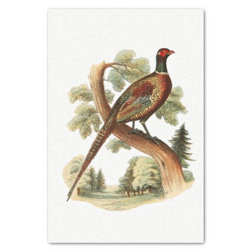 Vintage Pheasant on Branch w Trees Drawing Color Tissue Paper