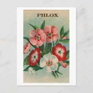 vintage phlox seed packet postcard