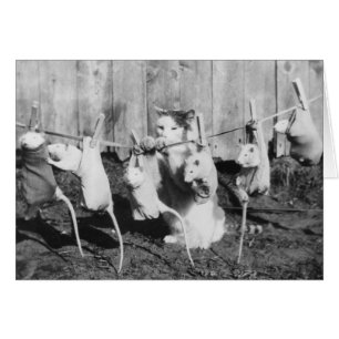 Vintage Photo - Cat Hanging Rats Out to Dry, Cards