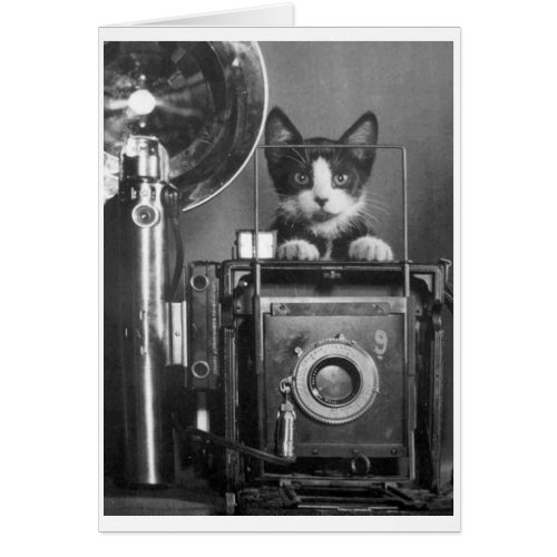 Vintage Photo _  Cat with Camera