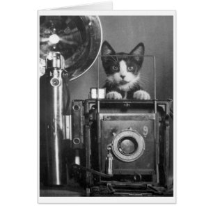 Vintage Photo - Cat with Camera Cards