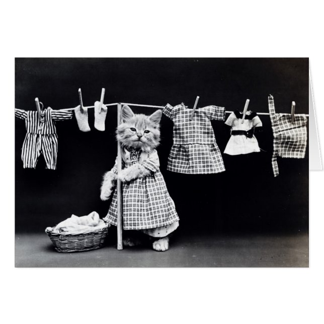 Vintage Photo - Kitty Hanging Laundry, (Front Horizontal)