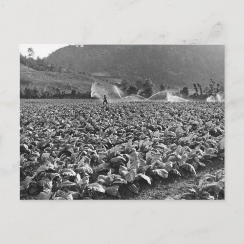 Vintage photo of a tobacco field in honduras postcard