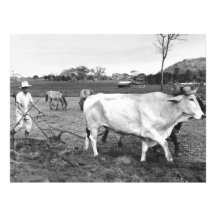 Vintage Photo of Mexican Farmer and Cows