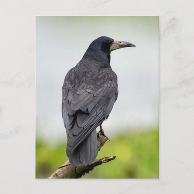 Vintage Photo Postcard (Front)