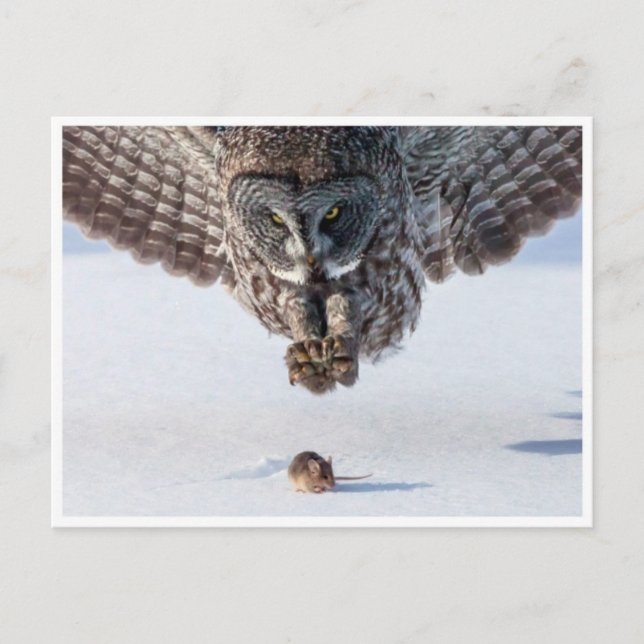 Vintage Photo Postcard (Front)