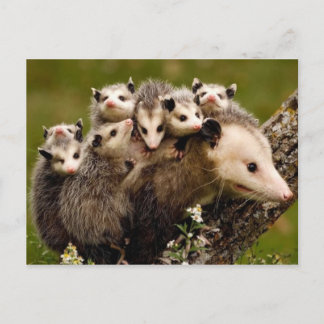 Vintage Photo Postcard