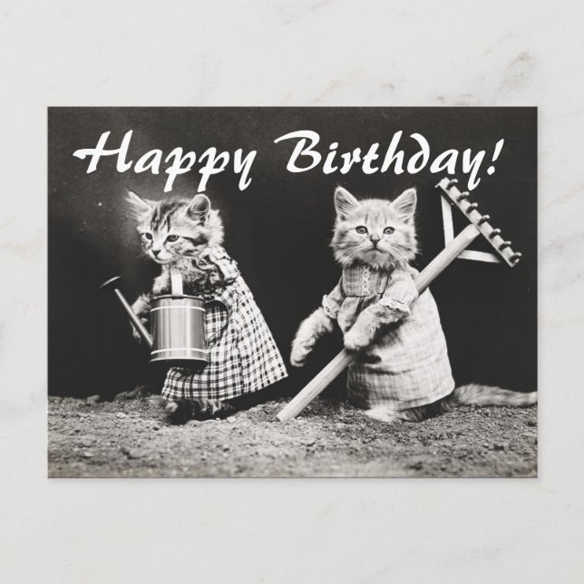 Vintage Photo Two Cats Gardening Postcard (Front)