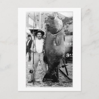Vintage Photograph Of A Man With Giant Fish Postcard by TO_photogirl at Zazzle