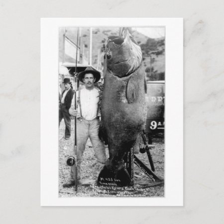 Vintage Photograph Of A Man With Giant Fish Postcard