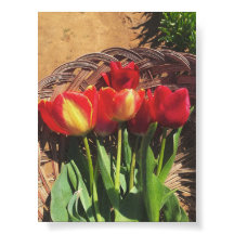 Vintage Photography- Tulip Farm Basket