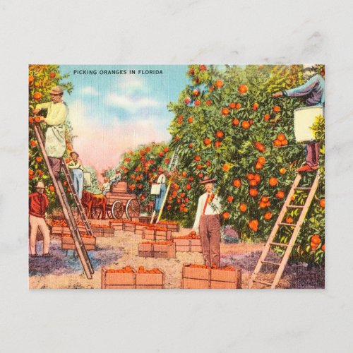 Vintage Picking Oranges in Florida Travel Postcard